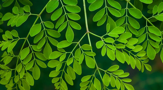 ¿Qué es la moringa?
