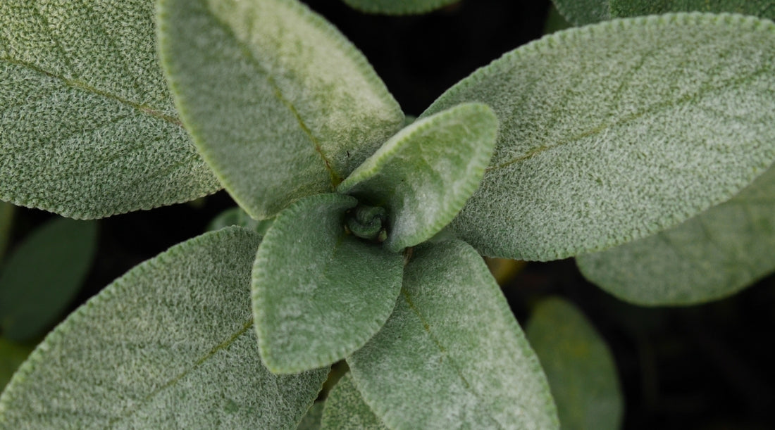 Beneficios de la Salvia